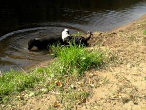 Second Chance Kennels