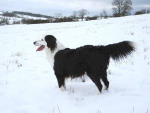 Second Chance Kennels