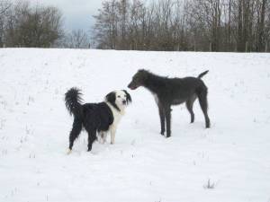 Second Chance Kennels