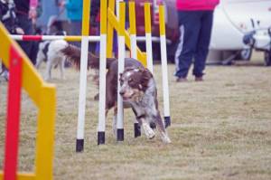 Second Chance Kennels