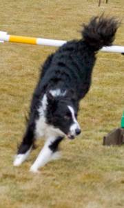 Second Chance agility dogs.jpg