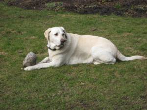 Second Chance Kennels