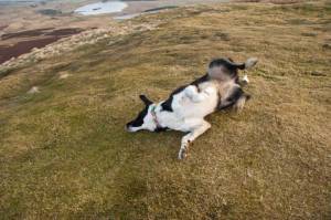 Holly a very Happy Hound (at last)