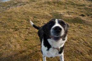 Holly a very Happy Hound (at last)