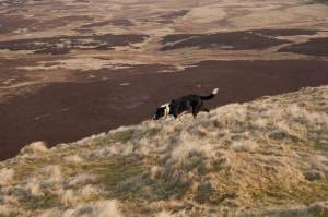 Holly a very Happy Hound (at last)