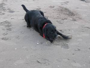 Alfie Labrador xx