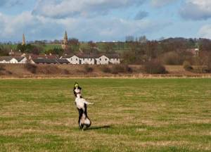 Second Chance Kennels