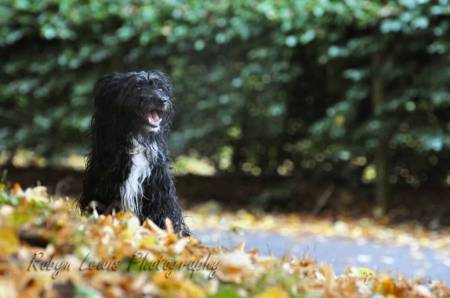 Second Chance Kennels