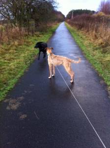 Second Chance Kennels