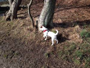 Second Chance Kennels