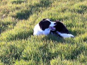 Second Chance Kennels