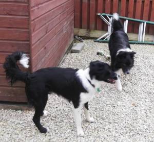 Archie in his new home with Cole xx