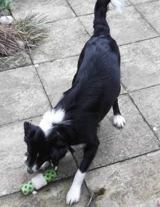 Archie in his new home with Cole xx