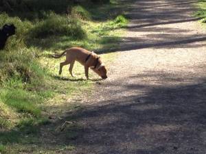 Second Chance Kennels