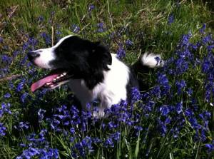 Second Chance Kennels