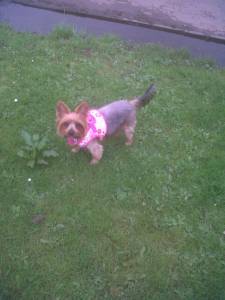 Holly (Yorkie)