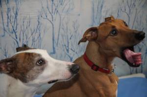 Second Chance Kennels