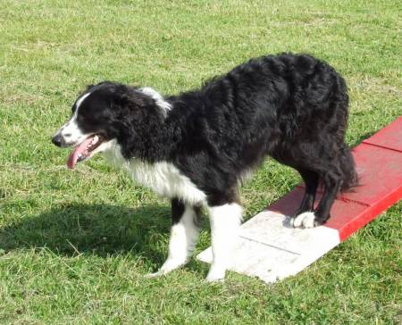 Second Chance Kennels