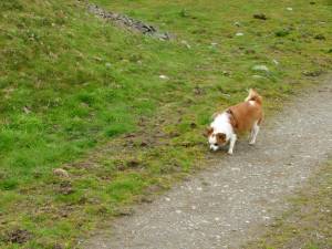 Second Chance Kennels