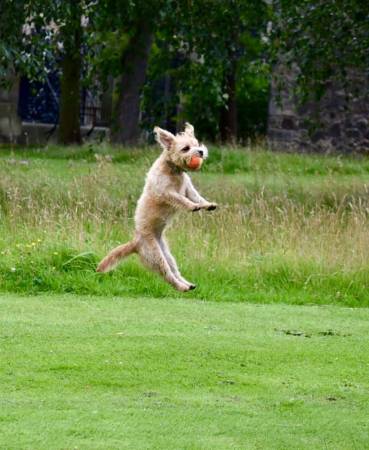 Second Chance Kennels