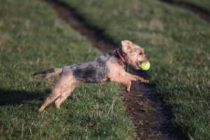 Second Chance Kennels