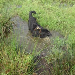 Second Chance Kennels