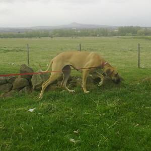 Second Chance Kennels