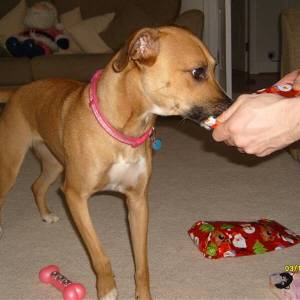 Second Chance Kennels