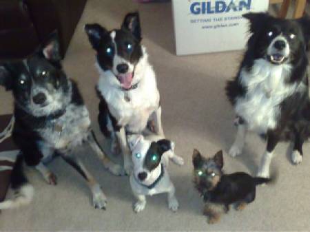 Eddie, Kooper,Oscar,Foley & Blaze