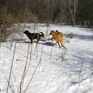 Second Chance Kennels