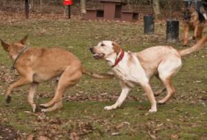 Second Chance Kennels