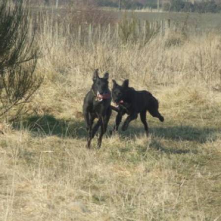 Second Chance Kennels