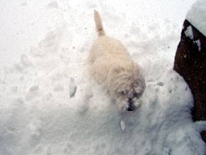 Second Chance Kennels