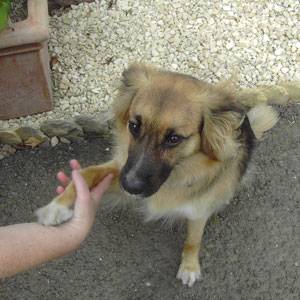 Second Chance Kennels