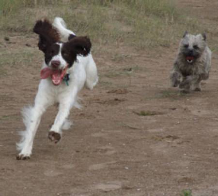 Second Chance Kennels