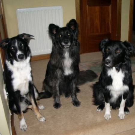 Lewis,Shadow & Buddy