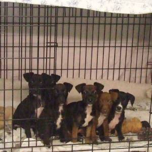 Second Chance Kennels