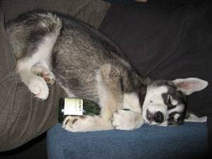 Husky Pups