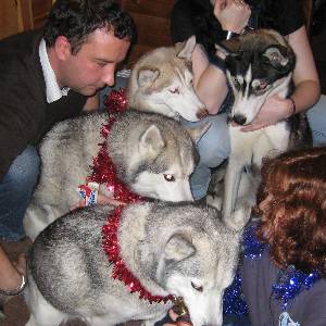 Husky Pups