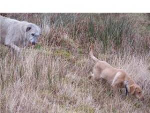 Second Chance Kennels