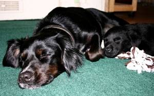 Harvey, Lucy and Katie