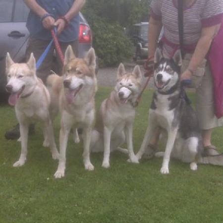 The Huskys