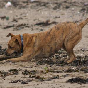 Second Chance Kennels