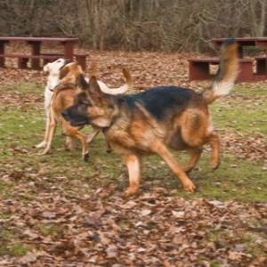 Second Chance Kennels