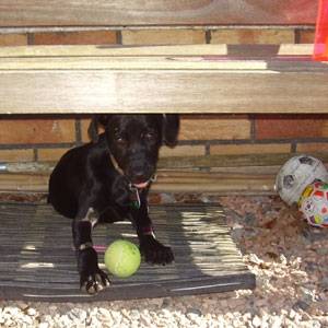 Second Chance Kennels