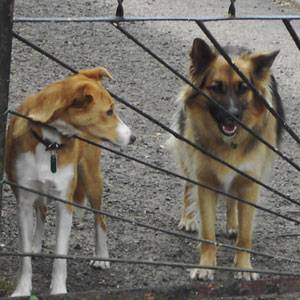 Second Chance Kennels