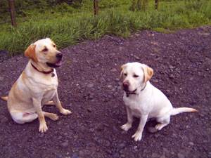 Second Chance Kennels