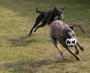 Second Chance Kennels