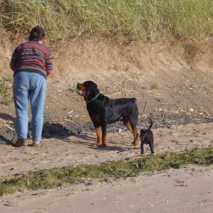 Second Chance Kennels