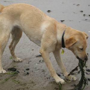 Second Chance Kennels